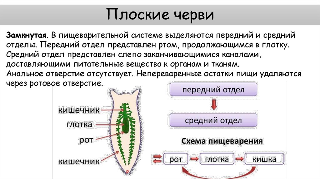 Плоские черви