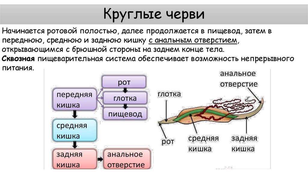 Круглые черви