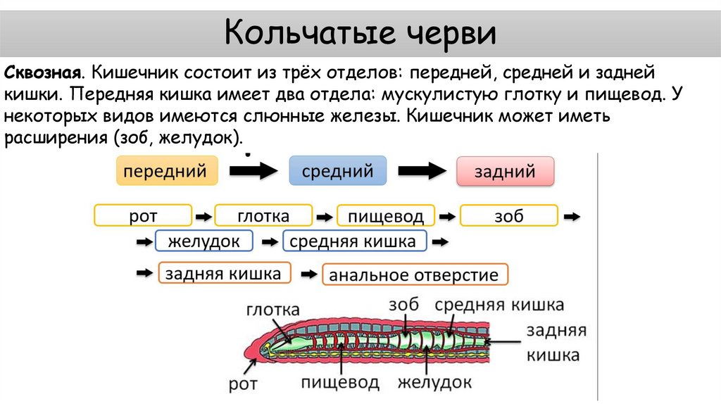 Кольчатые черви