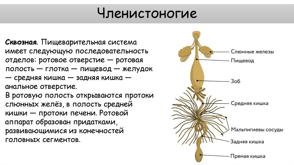 Членистоногие