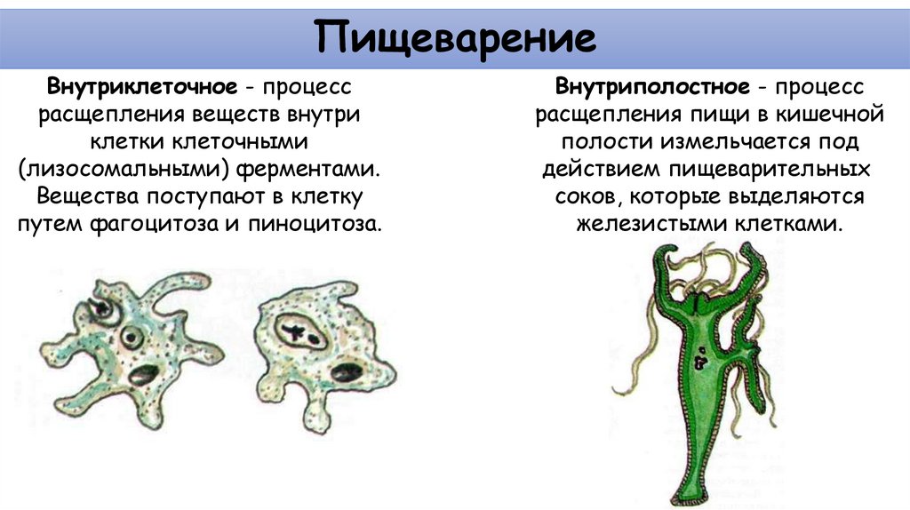 Пищеварение