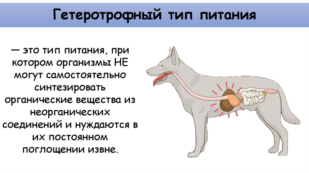 Гетеротрофный тип питания