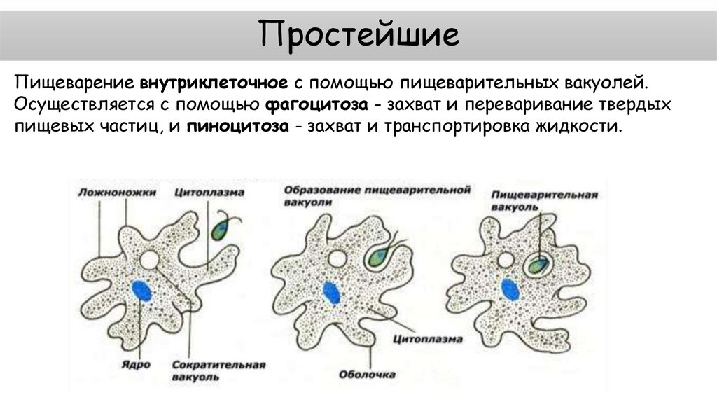 Простейшие