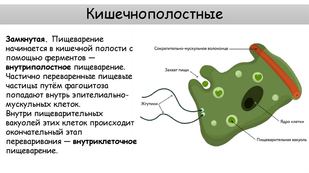 Кишечнополостные