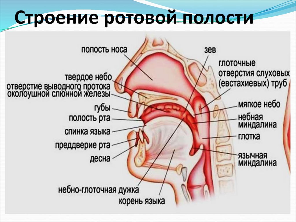 Строение ротовой полости