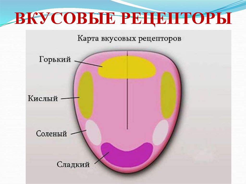 ЖЕВАТЕЛЬНЫЙ АППАРАТ