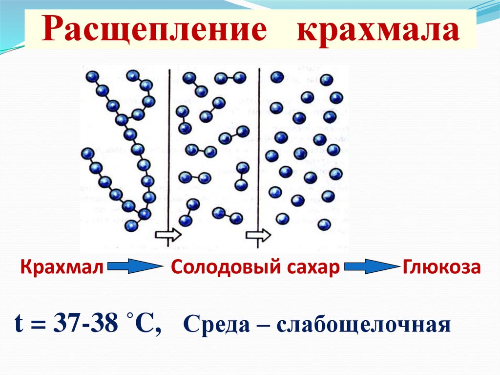Секреция слюны