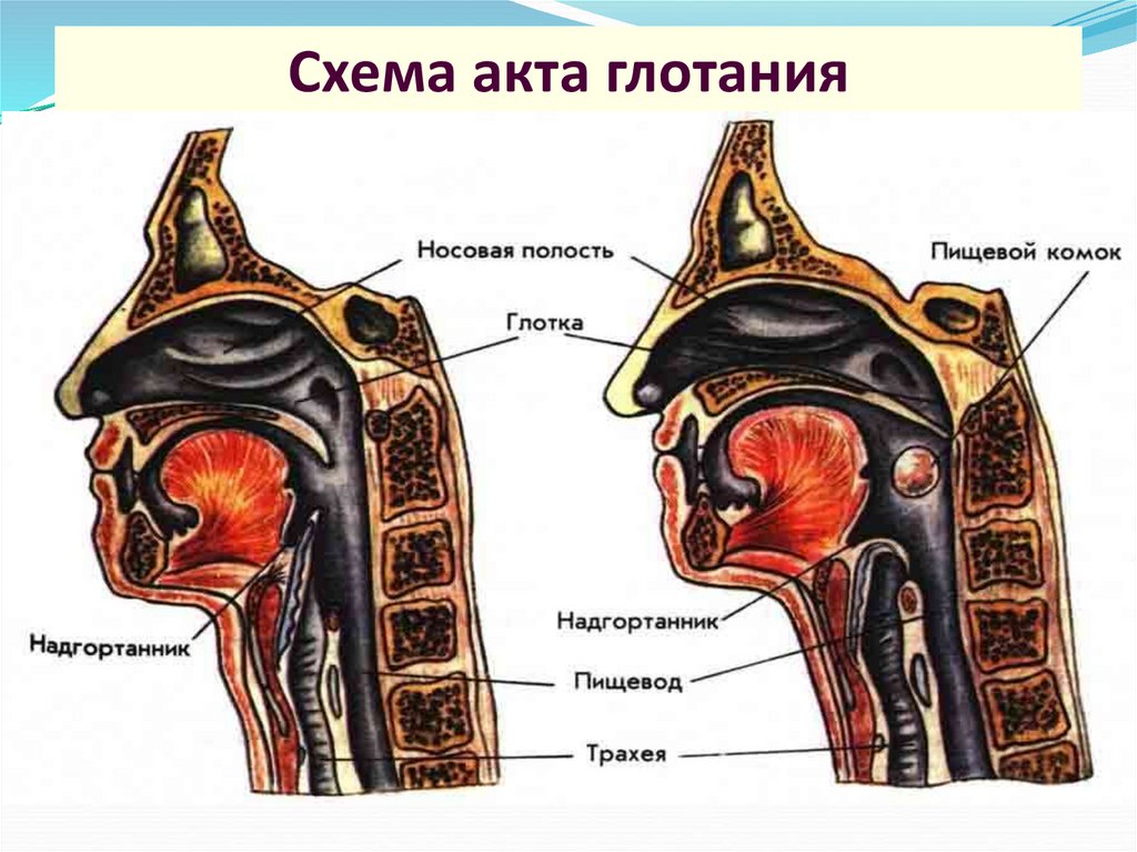Расщепление крахмала