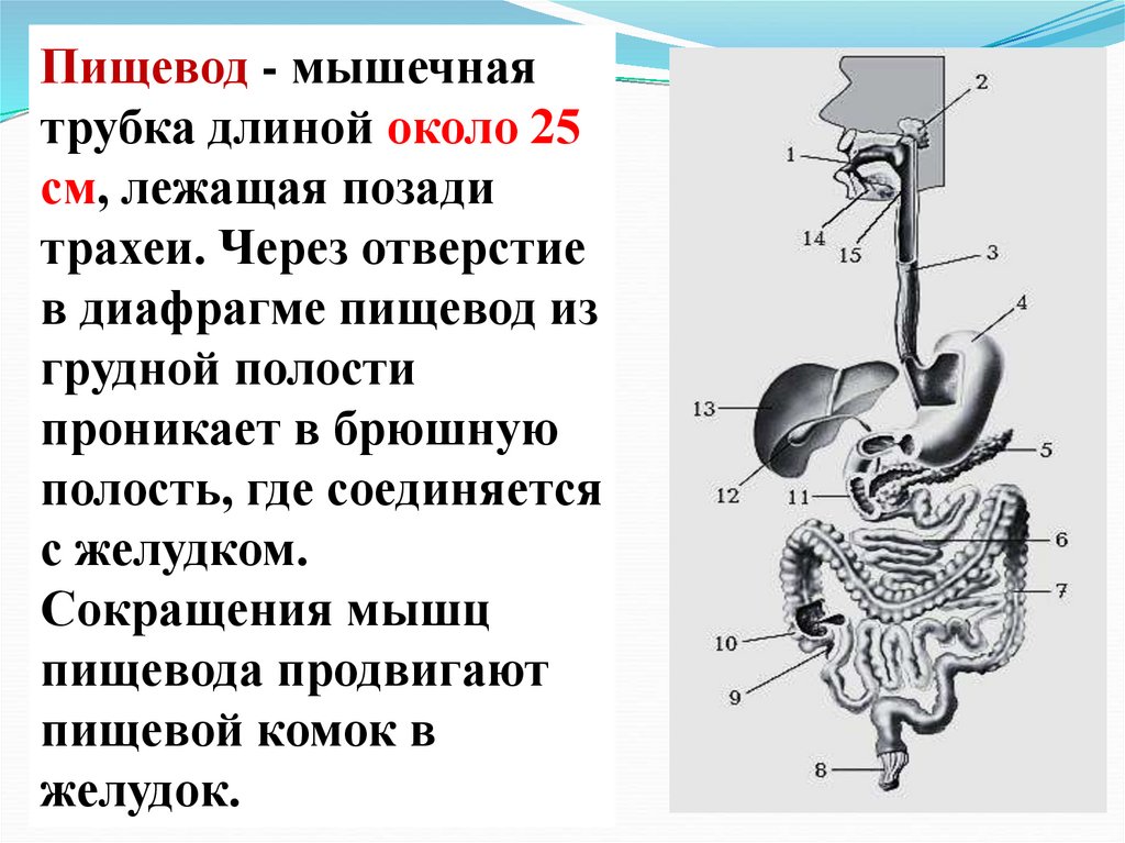Глотка и пищевод