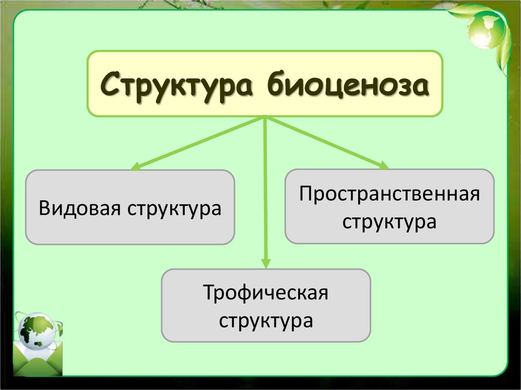 Структура биоценоза