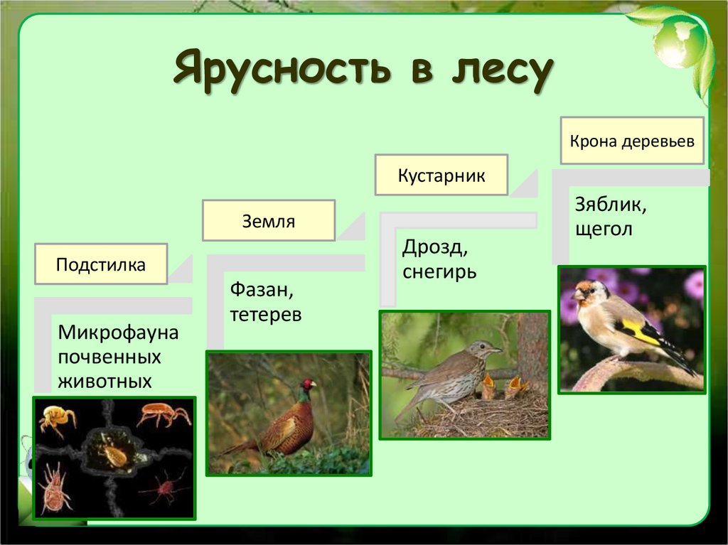 Ярусность в лесу