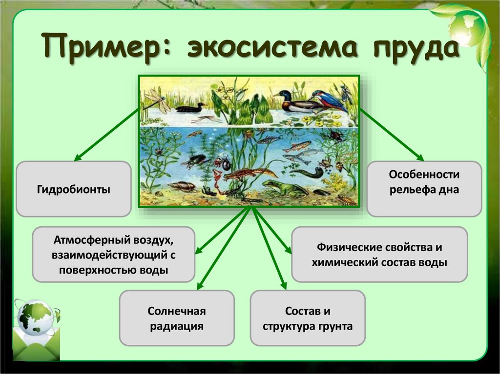 Пример: экосистема пруда