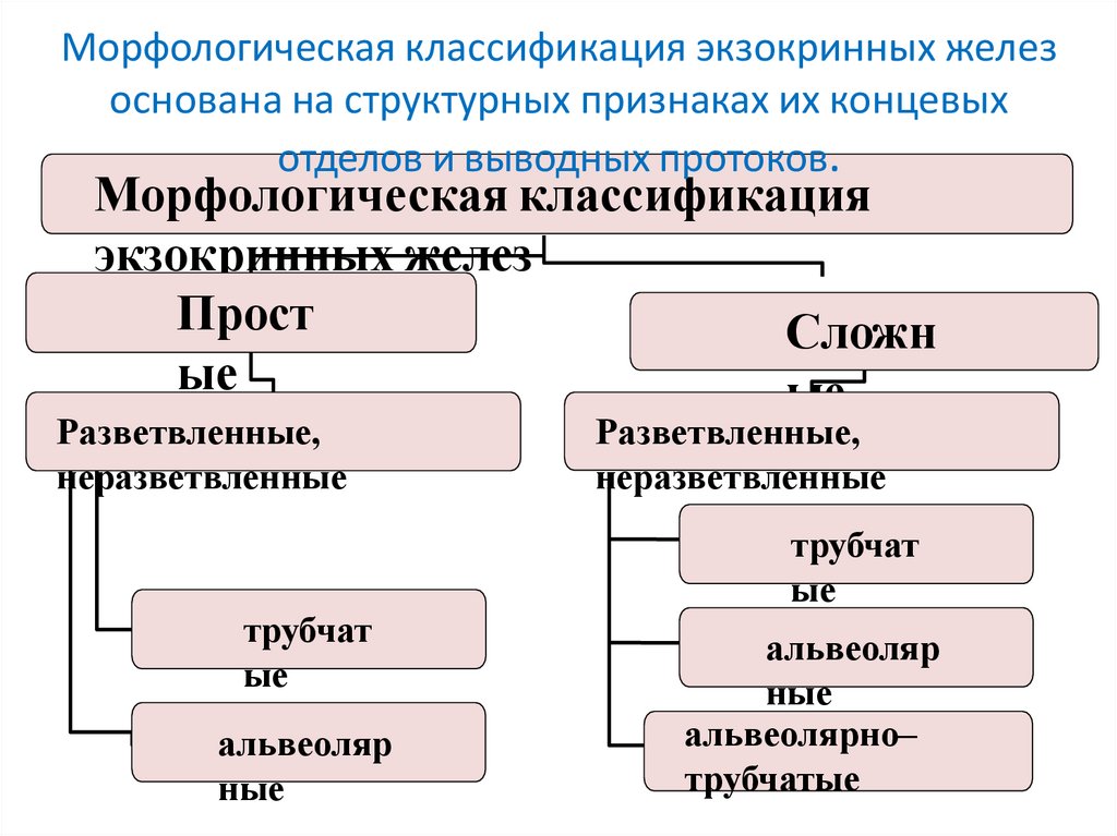 Морфологическая классификация экзокринных желез основана на структурных признаках их концевых отделов и выводных протоков.