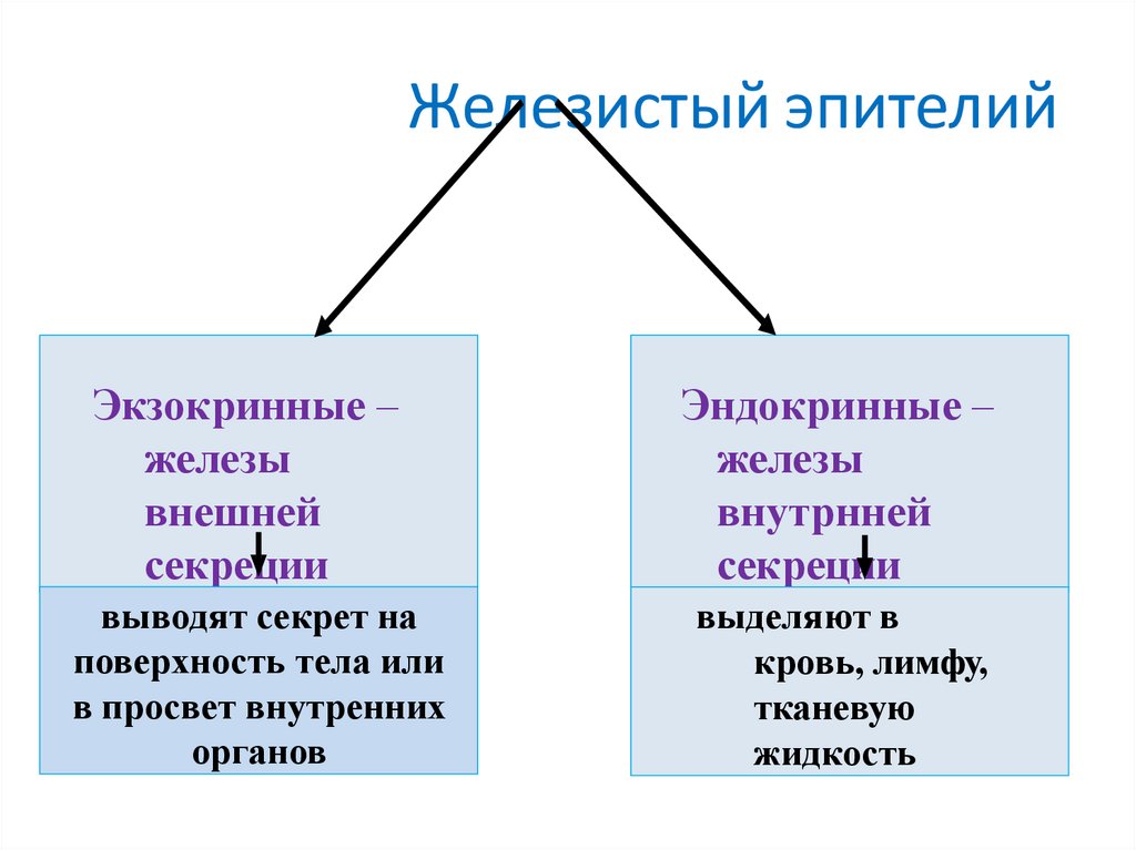 Железистый эпителий