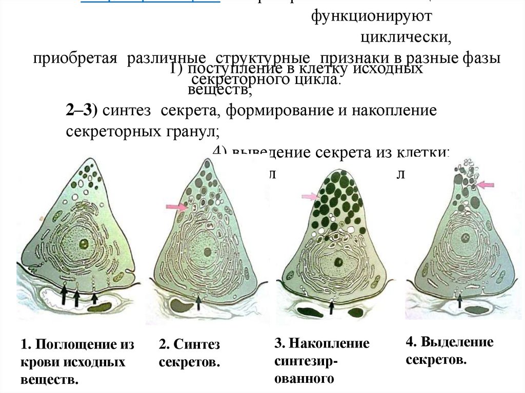 Секреторный цикл. Секреторные эпителиоциты функционируют циклически, приобретая различные структурные признаки в разные фазы