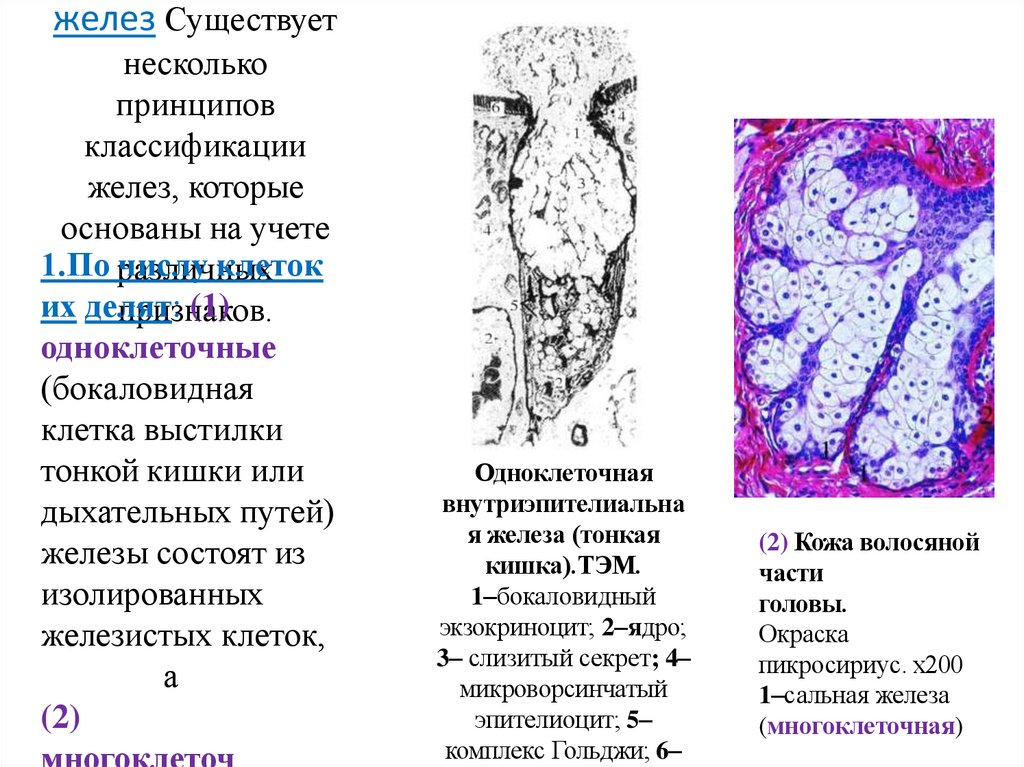 Классификация желез Существует несколько принципов классификации желез, которые основаны на учете различных признаков.