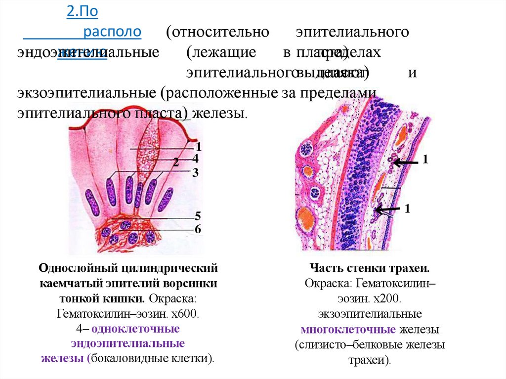 2.По расположению