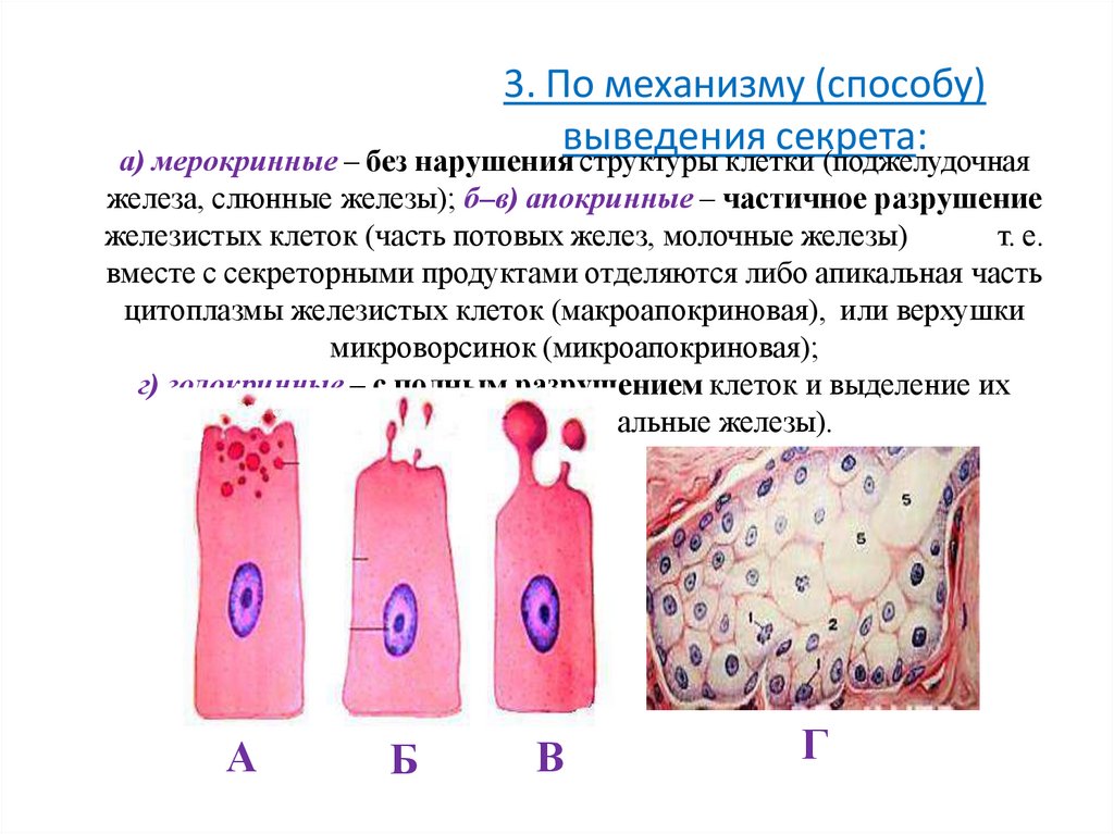 3. По механизму (способу) выведения секрета: