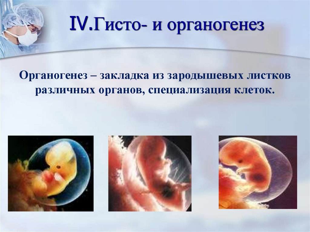 IV.Гисто- и органогенез