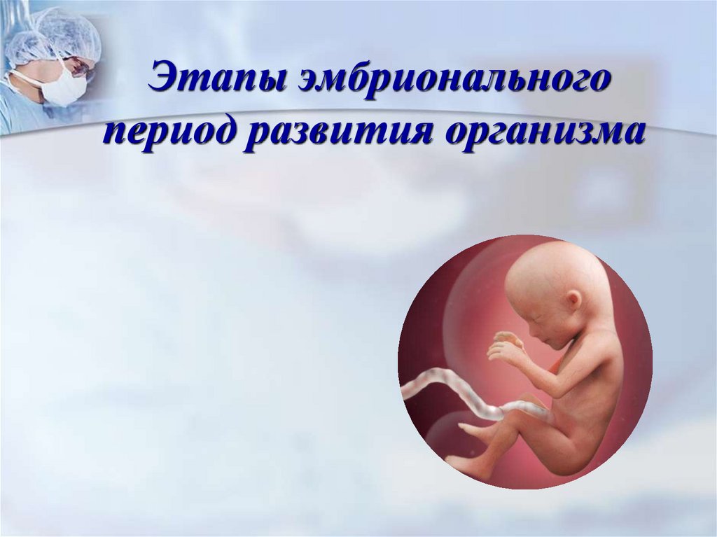 Этапы эмбрионального период развития организма