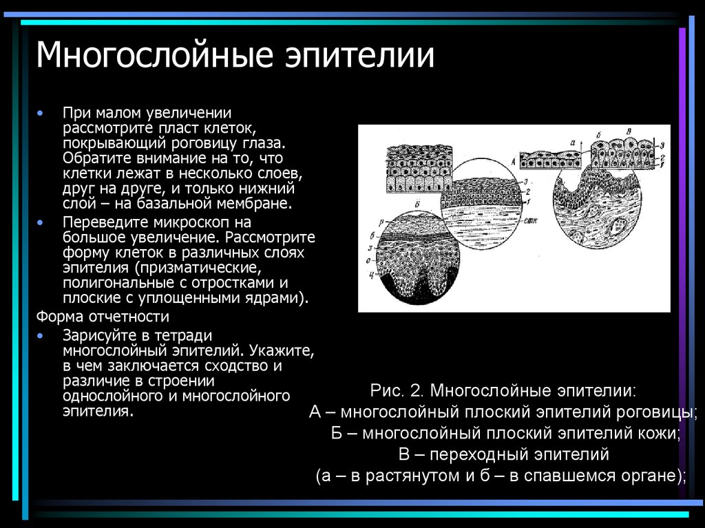 Многослойные эпителии