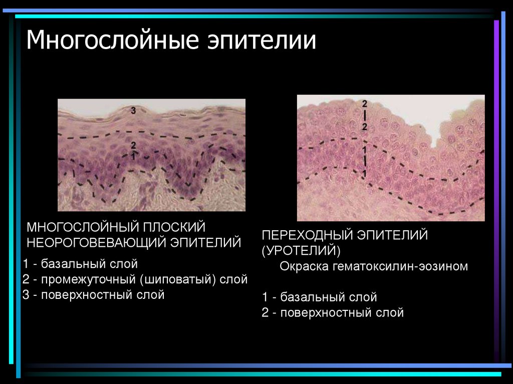 Многослойные эпителии