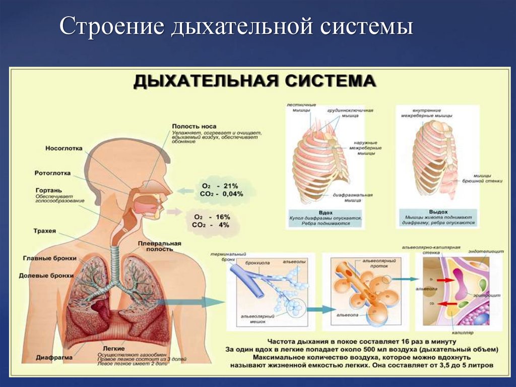 Строение дыхательной системы