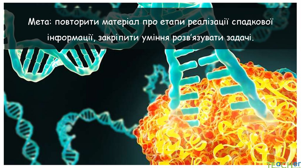 Мета: повторити матеріал про етапи реалізації спадкової інформації, закріпити уміння розв’язувати задачі.