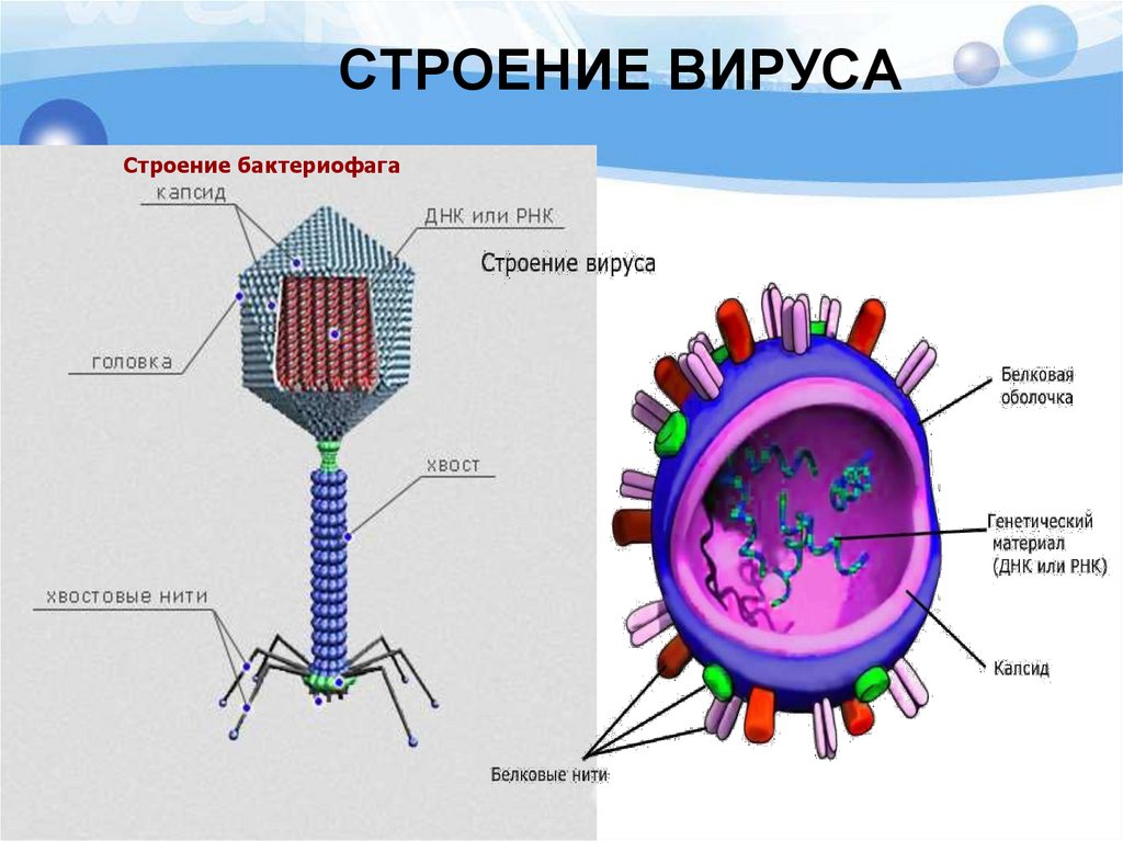 СТРОЕНИЕ ВИРУСА