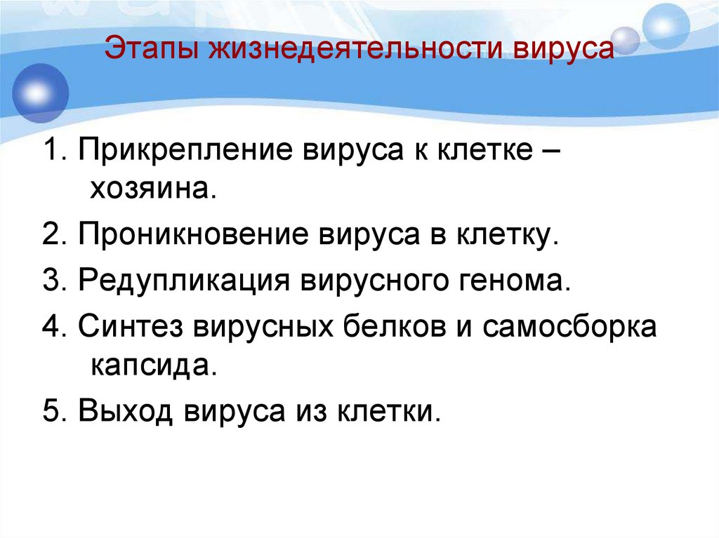 Этапы жизнедеятельности вируса