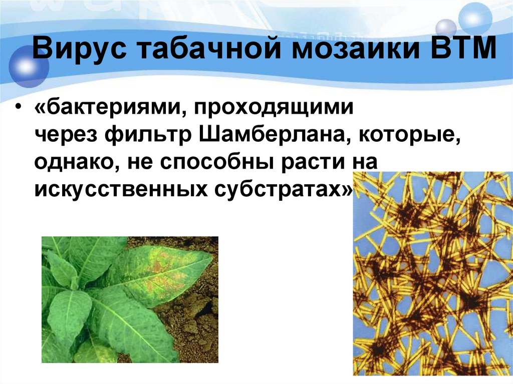 Вирус табачной мозаики ВТМ