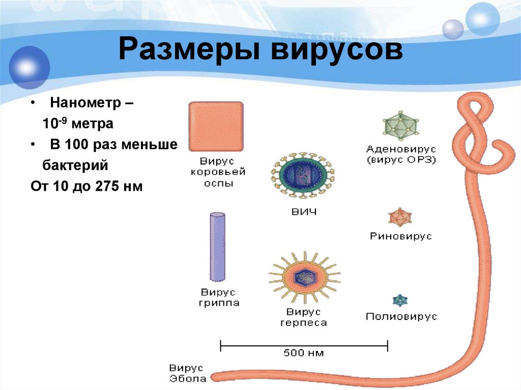 Размеры вирусов