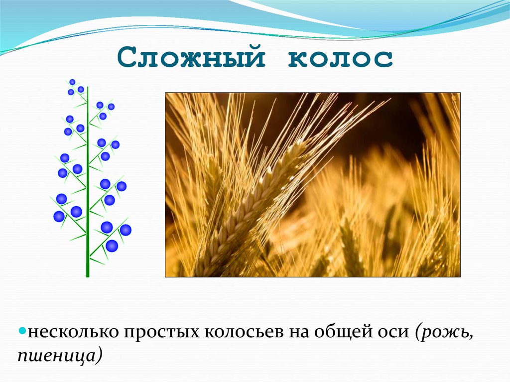 Сложный колос