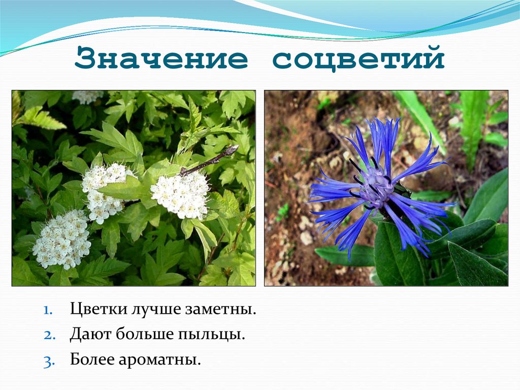 Значение соцветий