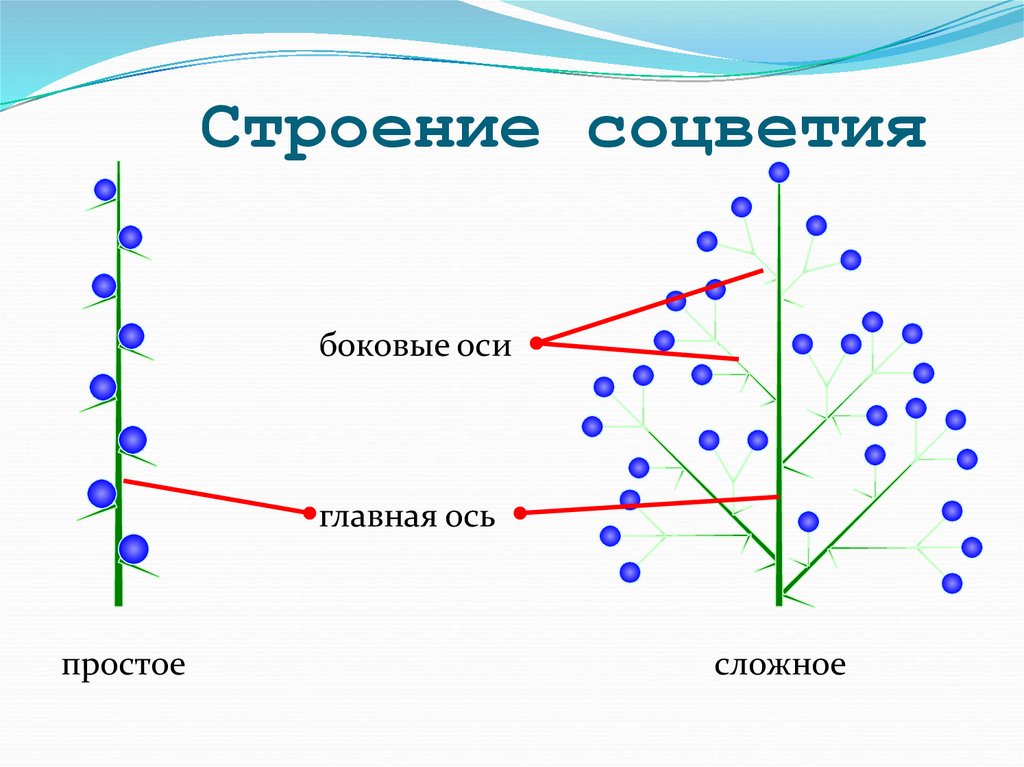 Строение соцветия