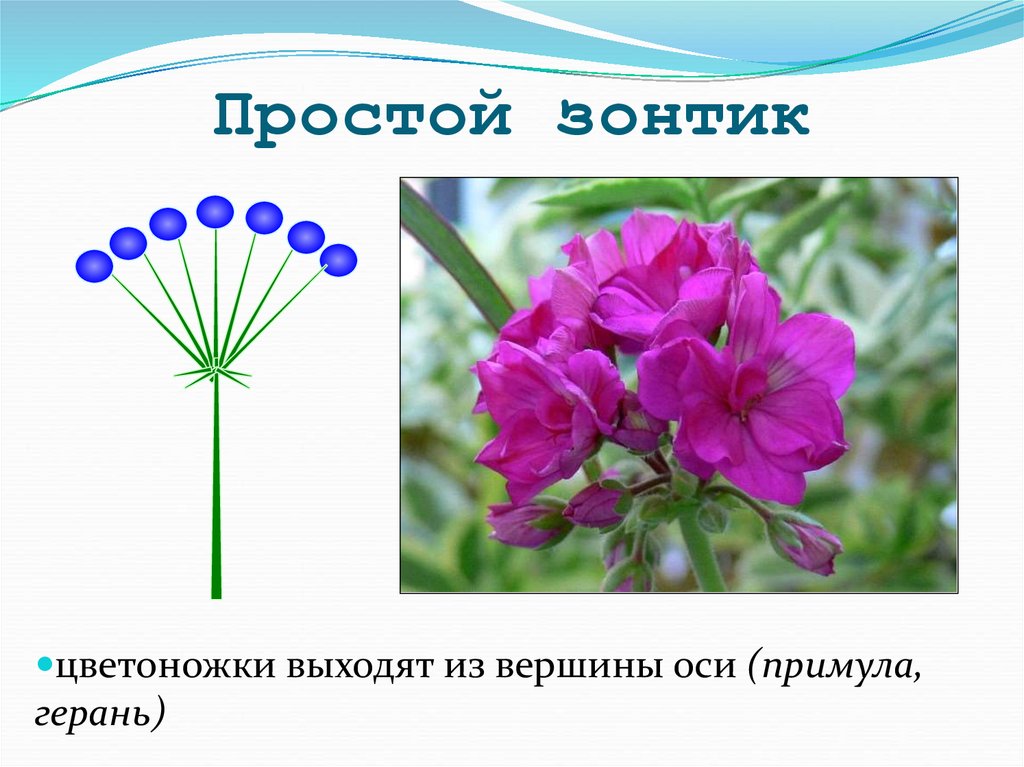 Простой зонтик