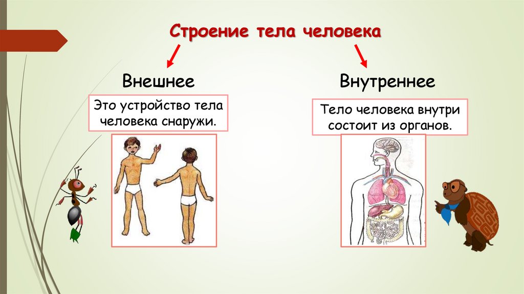 Строение тела человека