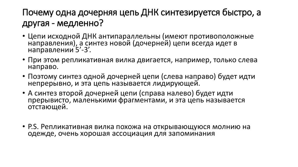 Почему одна дочерняя цепь ДНК синтезируется быстро, а другая - медленно?