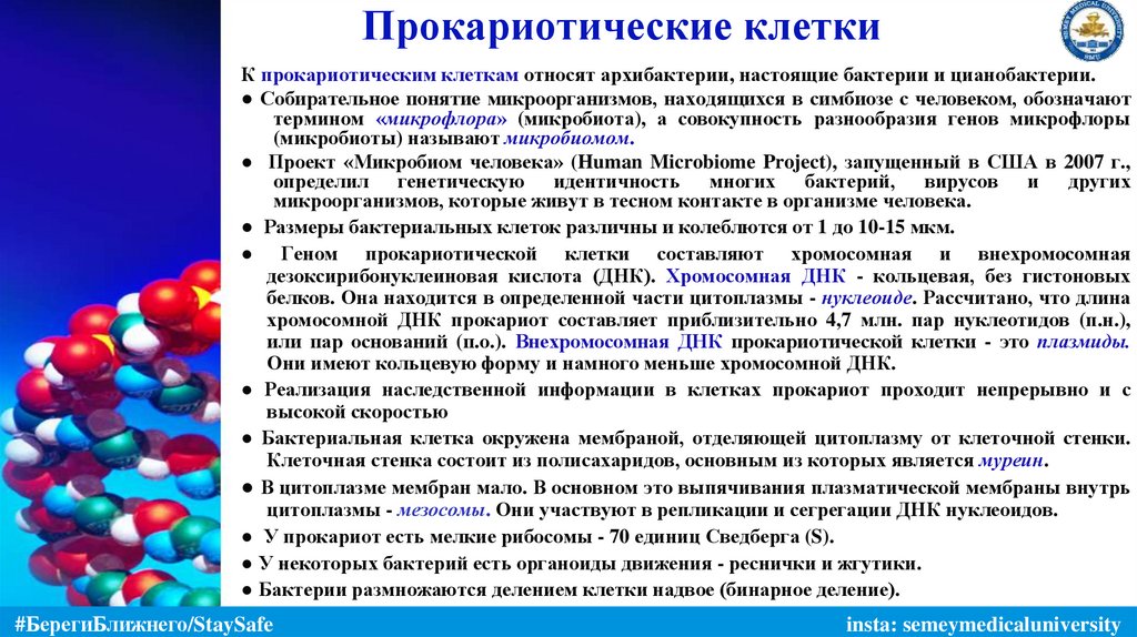 Прокариотические клетки