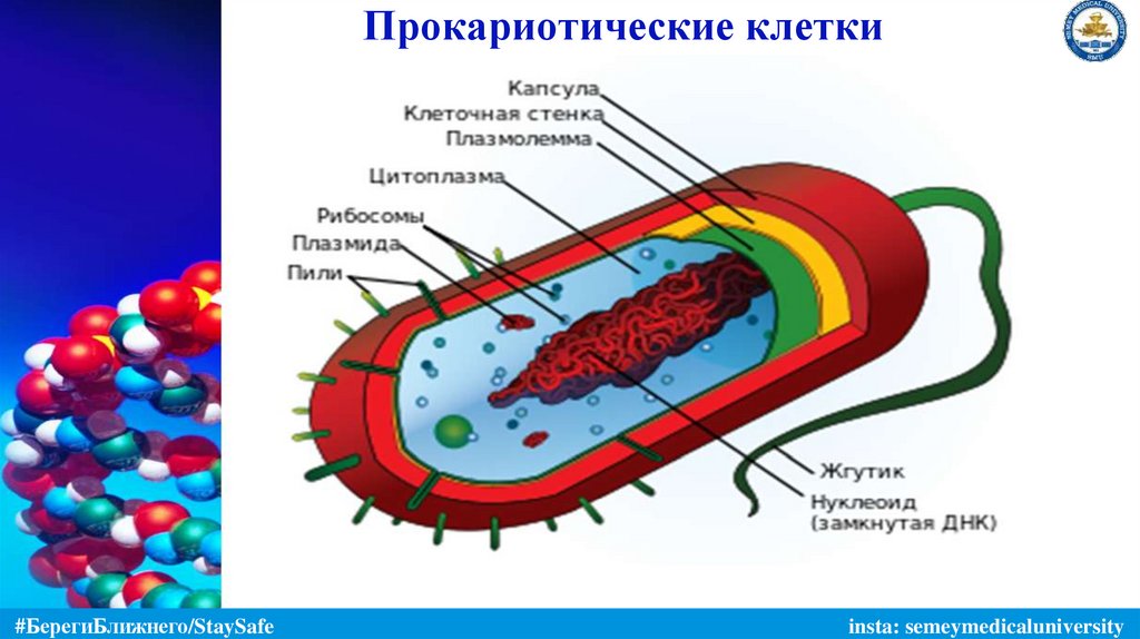 Прокариотические клетки