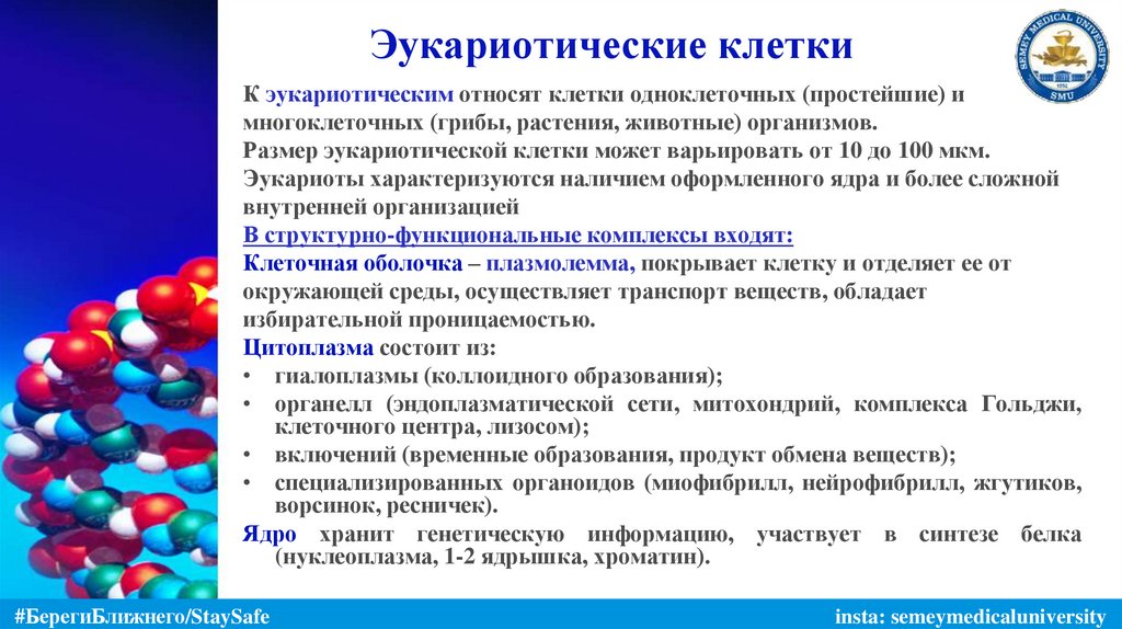 Эукариотические клетки