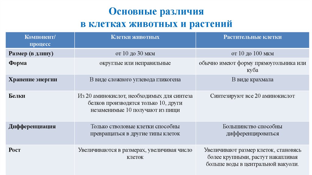 Основные различия в клетках животных и растений