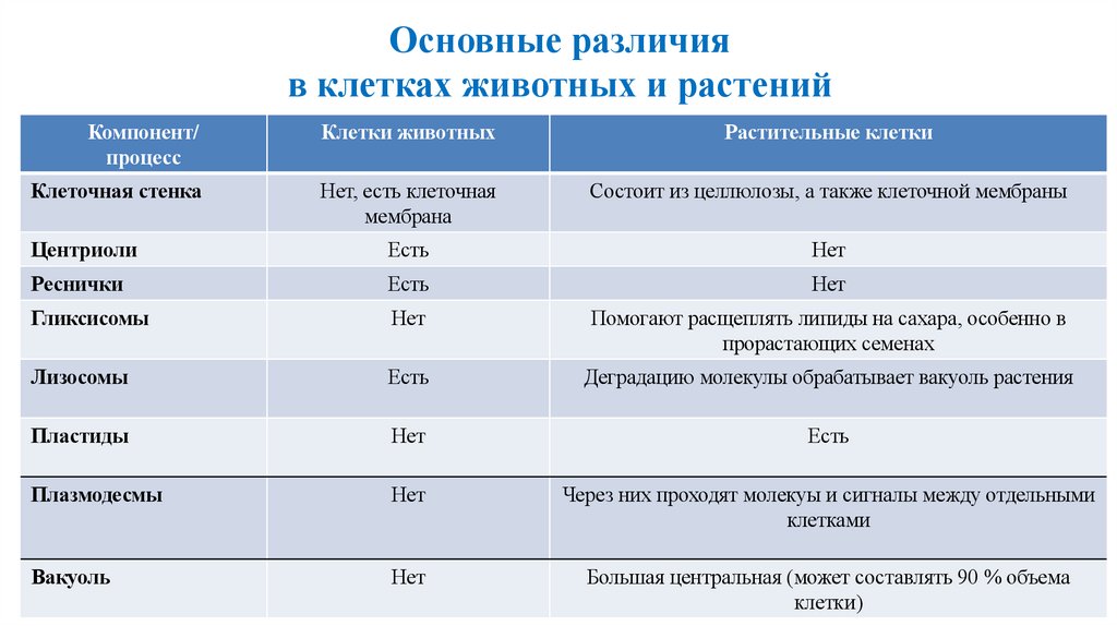Основные различия в клетках животных и растений