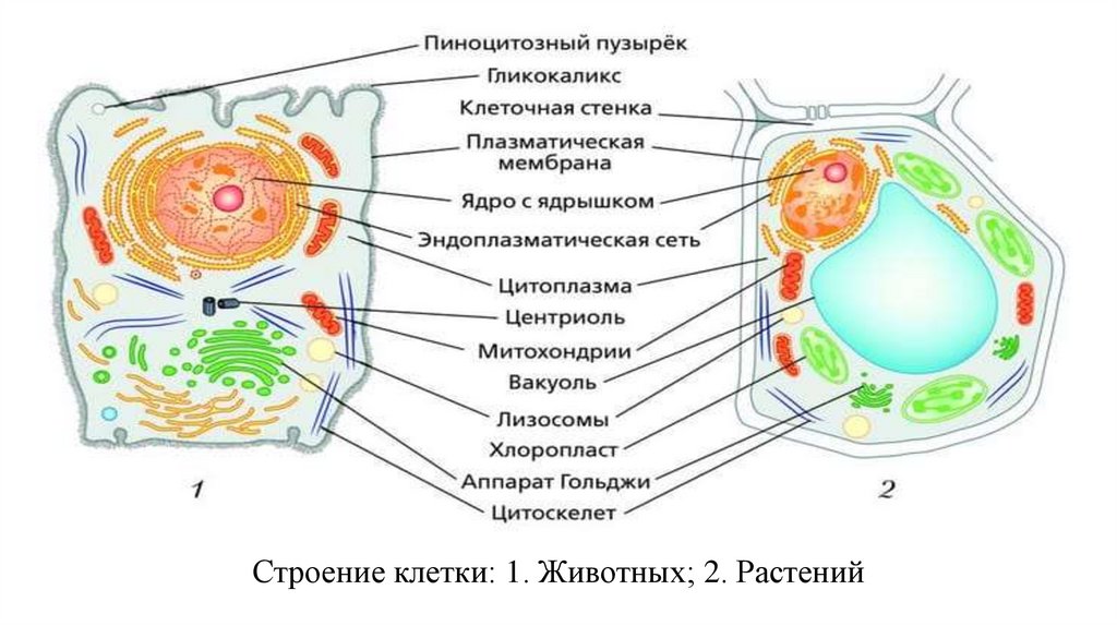 Строение клетки: 1. Животных; 2. Растений