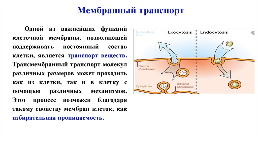 Мембранный транспорт