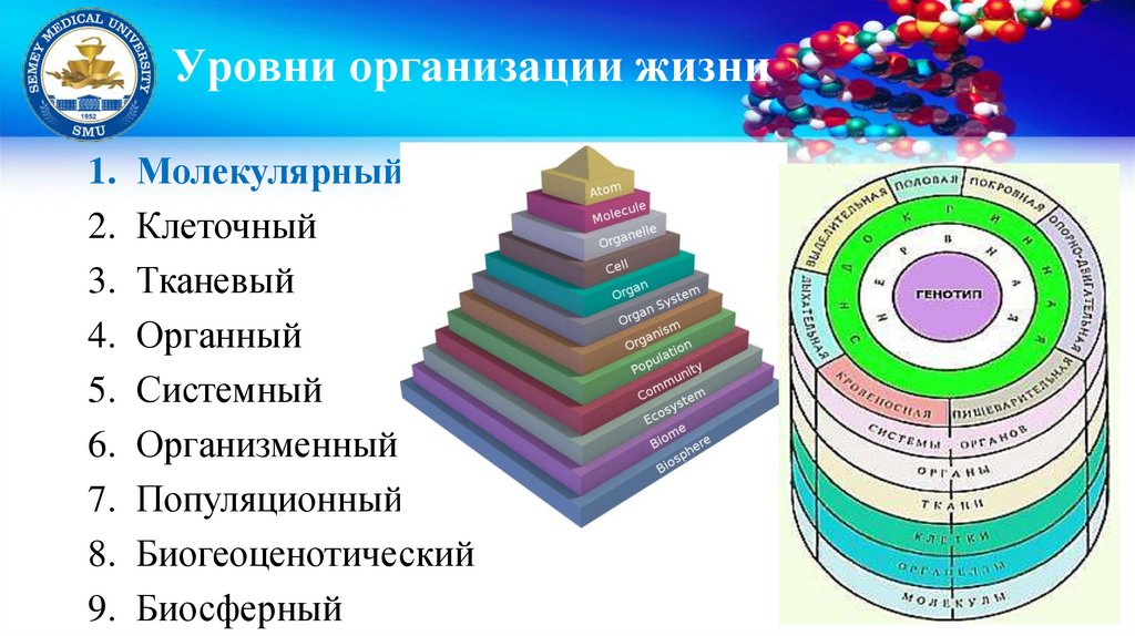 Уровни организации жизни