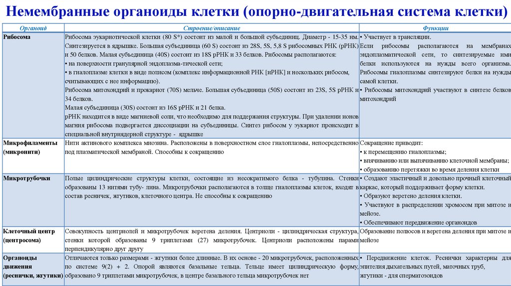 Немембранные органоиды клетки (опорно-двигательная система клетки)
