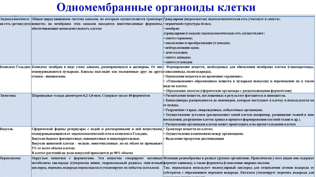 Одномембранные органоиды клетки