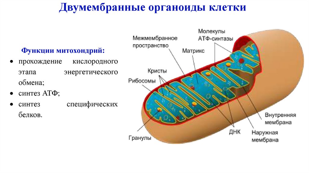 Двумембранные органоиды клетки