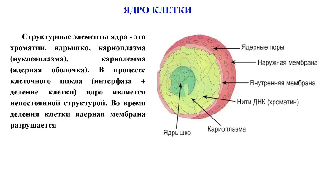ЯДРО КЛЕТКИ